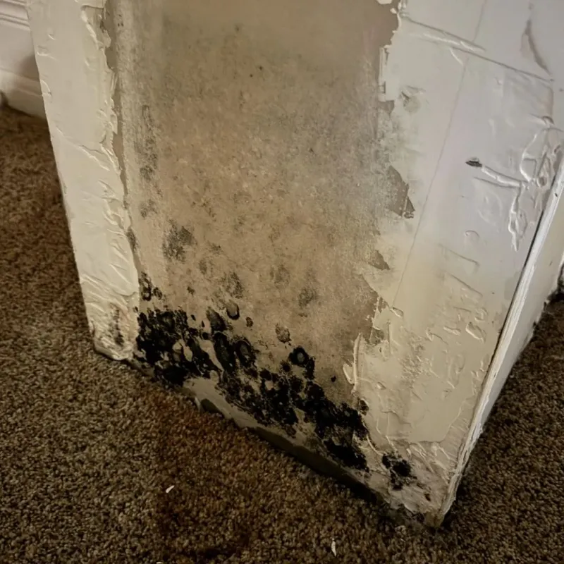 Professional Mold Removal in Arlington County, VA
